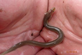 The critically endangered Eel is still abundant in the Vjosa. However, the species is highly sensitive to dam construction.